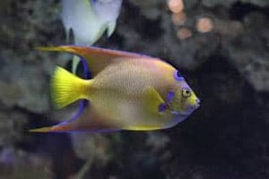 angelfish breeding