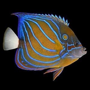 angelfish care