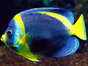 angelfish feeding