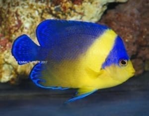 angelfish for sale