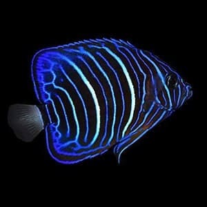 Angelfish for sale