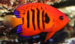 angelfish for sale online