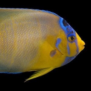 angelfish lifespan