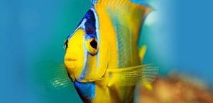 saltwater angelfish for sale