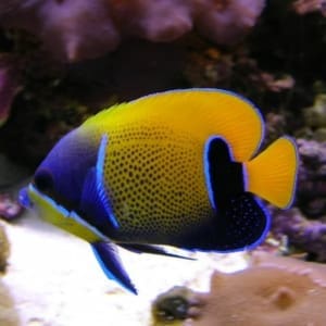 angelfish origin