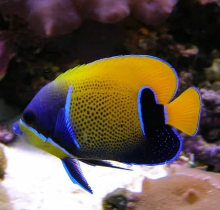 angelfish tank conditions