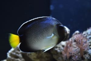 angelfish tank conditions