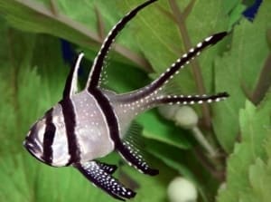 Kaudern's Cardinalfish for sale