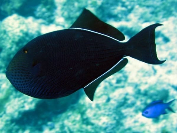 black durgon triggerfish