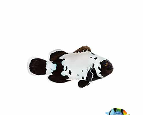 black snowflake clownfish for sale