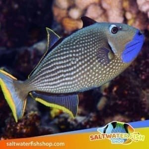 blue jaw triggerfish