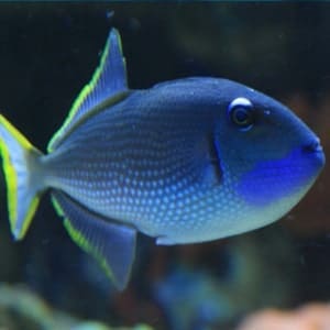 blue jaw triggerfish for sale