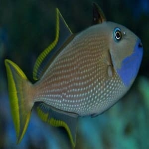 blue throat triggerfish for sale