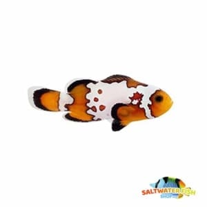 bullethole clownfish for sale