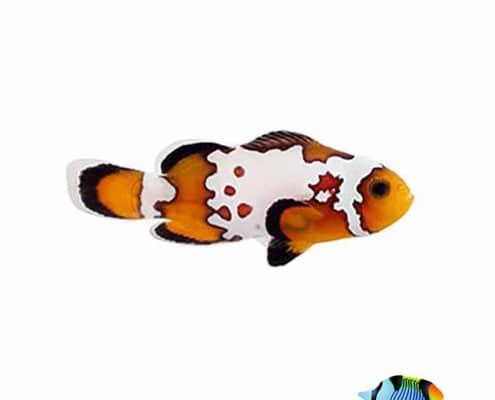 bullethole clownfish for sale