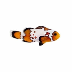 bullet hole clownfish for sale