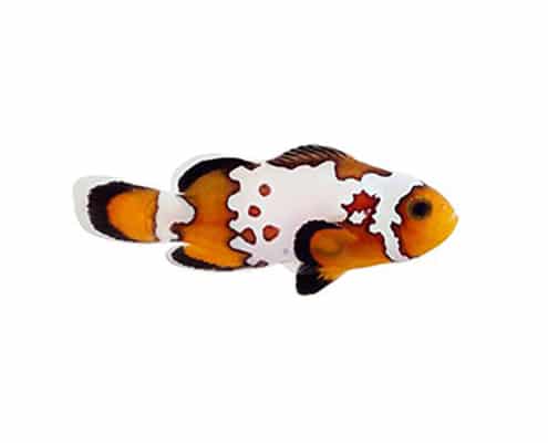 bullet hole clownfish for sale