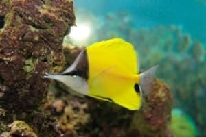 butterfly fish for sale