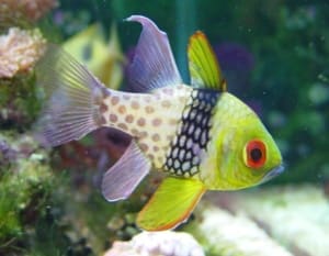 cardinalfish care