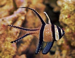 cardinalfish tankmates