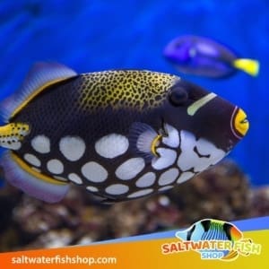 Clown trigger fish