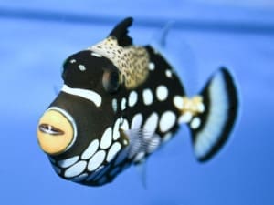 Clown sales triggerfish care