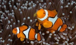 clownfish care sheet