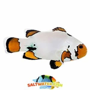 clownfish for sale