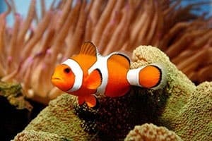 clownfish lifespan