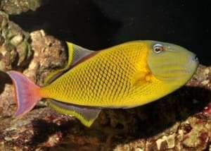 crosshatch triggerfish for sale