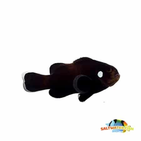 domino clownfish for sale