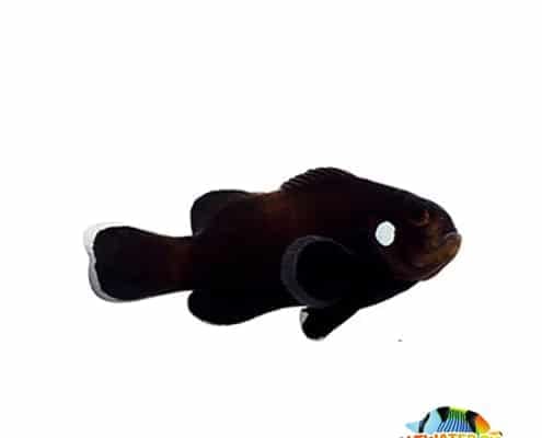 domino clownfish for sale