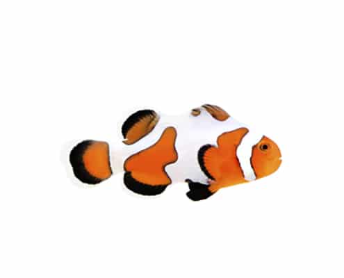 extreme gladiator clownfish for sale