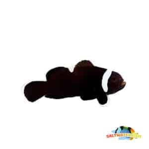 black misbar clownfish