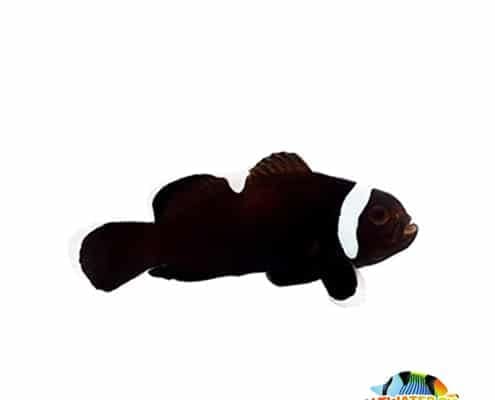 extreme misbar black clownfish