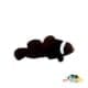 extreme misbar black clownfish