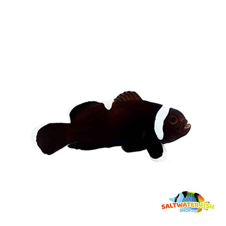 misbar clownfish