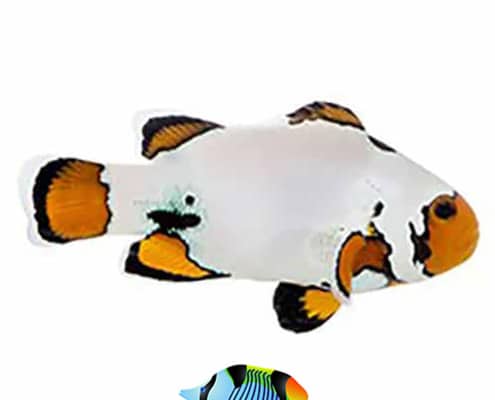 extreme snowflake clownfish for sale