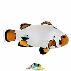 Extreme snowflake clownfish for sale