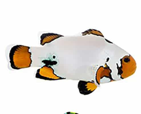 Extreme snowflake clownfish for sale