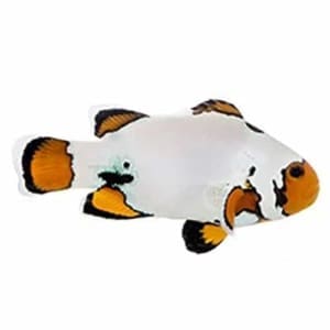 extreme snowflake clownfish for sale