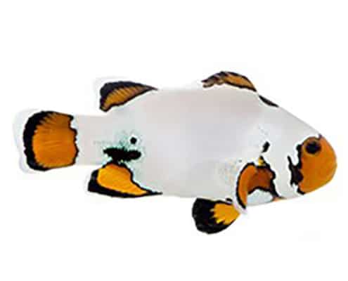 extreme snowflake clownfish for sale