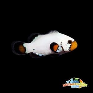 flurry clownfish