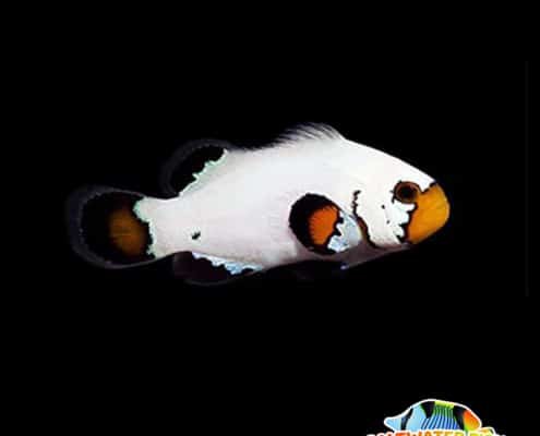 flurry clownfish for sale