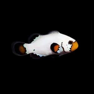 flurry clownfish for sale