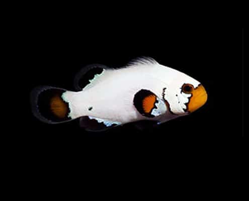 flurry clownfish for sale