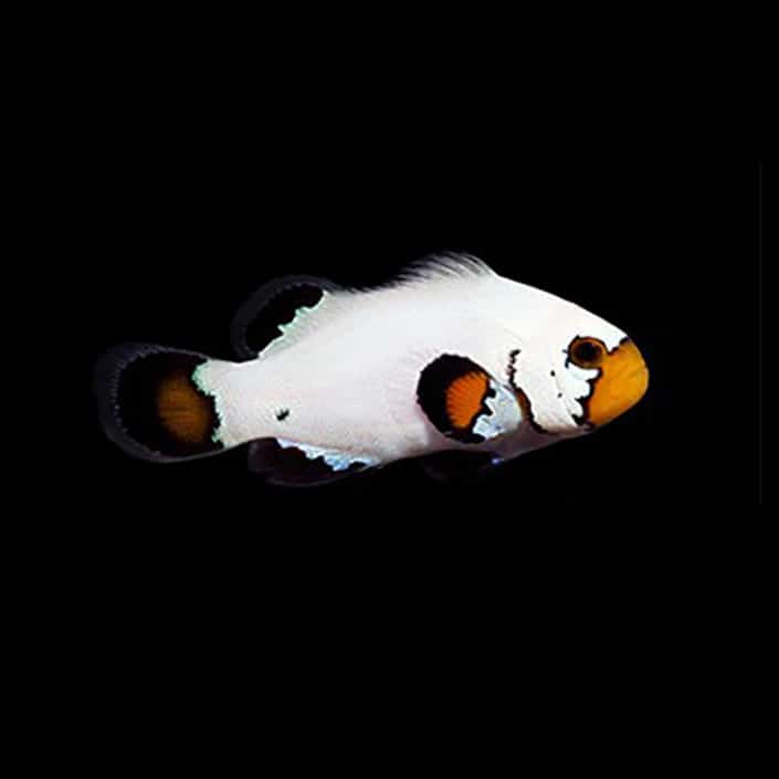 Clownfish for sale online buy captive bred clown fish for sale near me