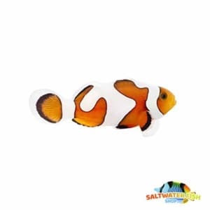 Gladiator clownfish for sale