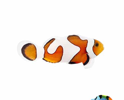 Gladiator clownfish for sale