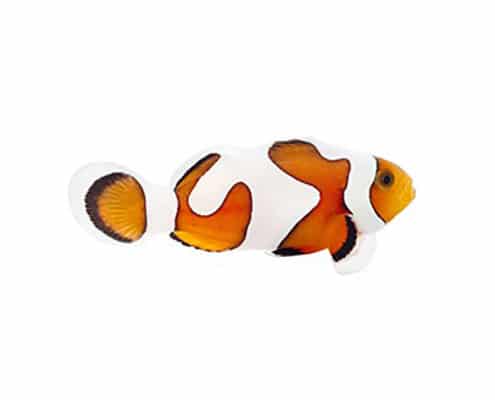 Gladiator clownfish for sale